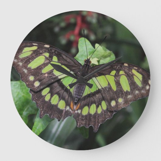 シプロエタ・ステレネス ラージ壁時計 (正面)