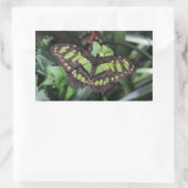 シプロエタ・ステレネス 長方形シール (バッグ)