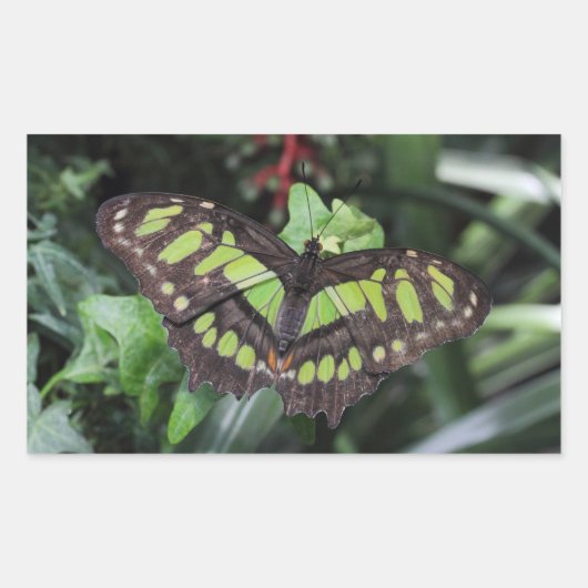 シプロエタ・ステレネス 長方形シール (正面)