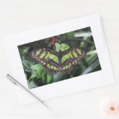 シプロエタ・ステレネス 長方形シール (封筒)