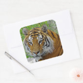 シベリアのタイガーのクローズアップ顔 スクエアシール (封筒)