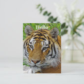 シベリアのタイガーのクローズアップ顔 ポストカード (スタンド正面)