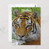 シベリアのタイガーのクローズアップ顔 ポストカード (正面/裏面)