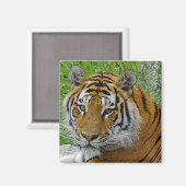 シベリアのタイガーのクローズアップ顔 マグネット (正面/裏面)