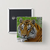 シベリアのタイガーのクローズアップ顔 缶バッジ (正面&裏面)