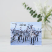 シベリアのトナカイ ポストカード (スタンド正面)