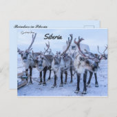 シベリアのトナカイ ポストカード (正面/裏面)