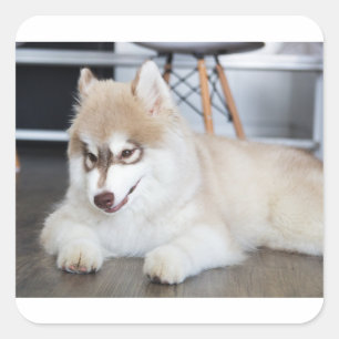シベリアのハスキーと白い子犬 スクエアシール
