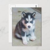シベリアのハスキーのパピースアートハガキ ポストカード (正面/裏面)