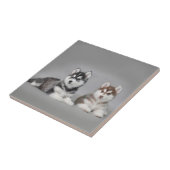 シベリアのハスキーの子犬 タイル (側面)