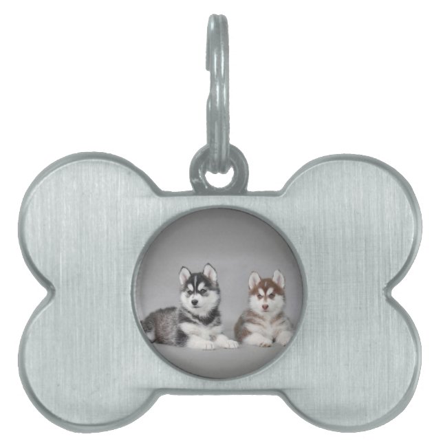 シベリアのハスキーの子犬 ペットネームタグ (正面)