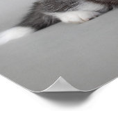 シベリアのハスキーの子犬 ポスター (角)