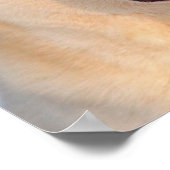 シベリアのハスキーの白い写真ポスター ポスター (角)