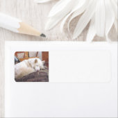 シベリアのハスキーの白い眠り ラベル (インサイチュ)