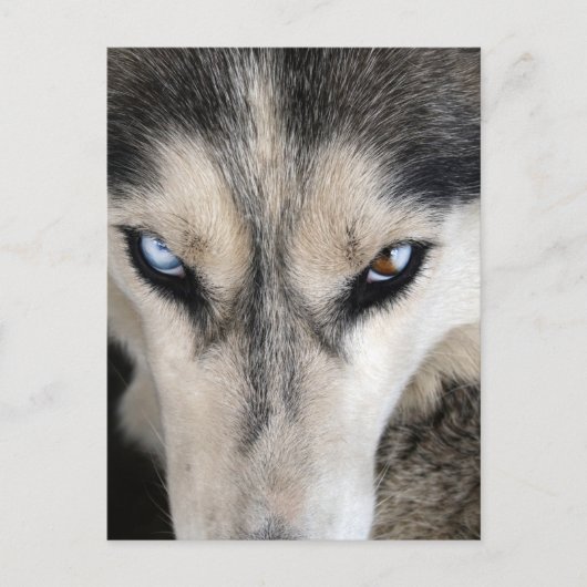 シベリアのハスキーの郵便切片 ポストカード (正面)