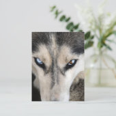 シベリアのハスキーの郵便切片 ポストカード (スタンド正面)