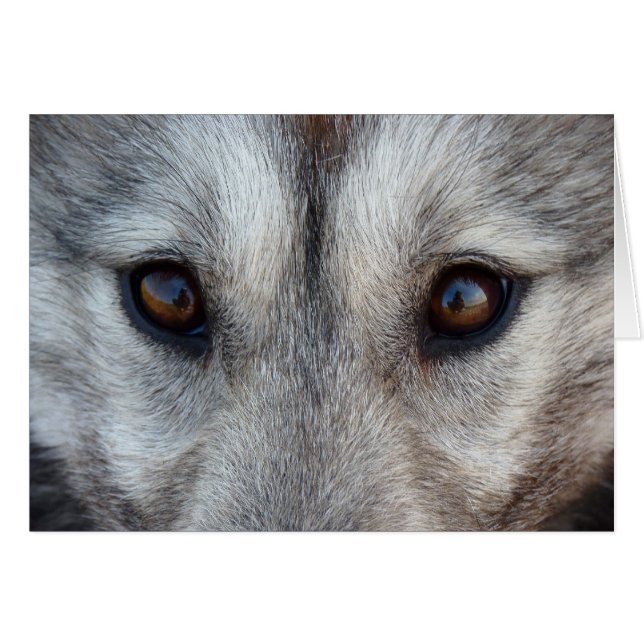 シベリアのハスキーカード/アラスカンマラムートカード (正面横)