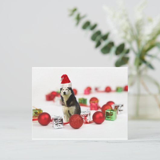 シベリアのハスキークリスマスとオーナメントギフトボックス シーズンポストカード (スタンド正面)