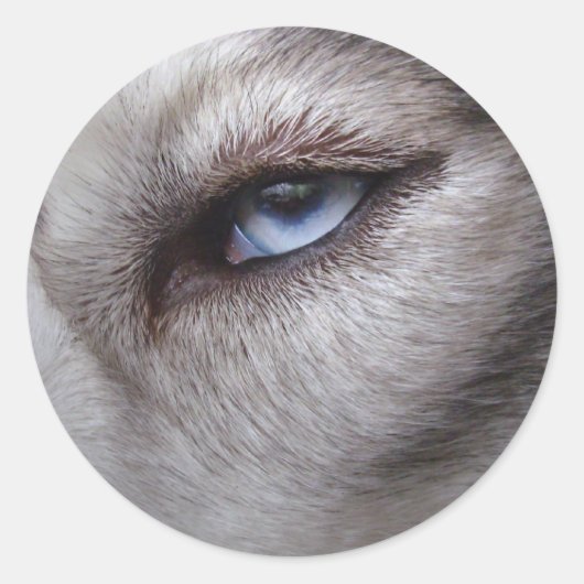 シベリアのハスキーマラムートステッカー ラウンドシール (正面)