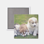 シベリアのハスキー犬が繁殖する マグネット (正面/裏面)