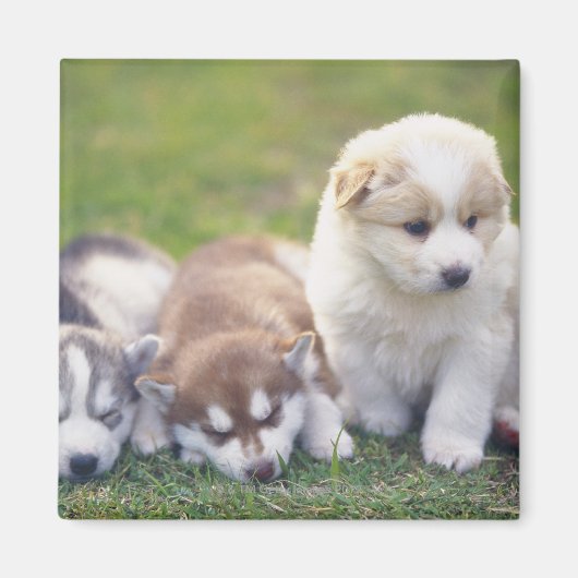 シベリアのハスキー犬が繁殖する マグネット (正面)