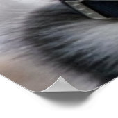 シベリアのハスキー犬のポスター ポスター (角)