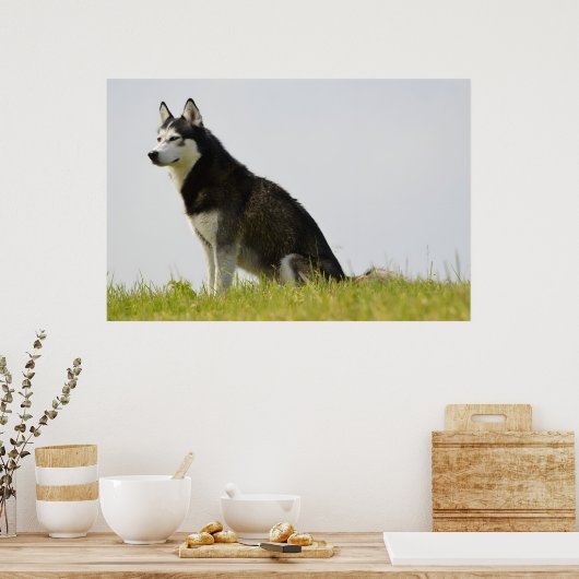 シベリアのハスキー犬の美しい写真 ポスター (キッチン)