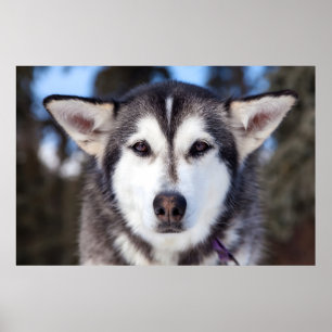 シベリアのハスキー犬クローズアップ顔写真 ポスター