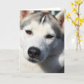 シベリアのハスキー犬グリーティングカード カード (黄色い花)