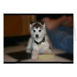 シベリアのハスキー犬