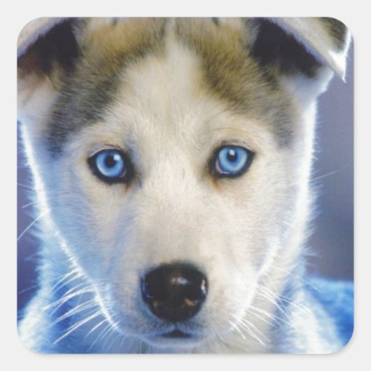 シベリアのハスキー犬 スクエアシール (正面)
