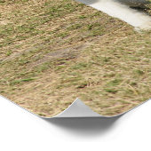 シベリアのハスキー犬 ポスター (角)