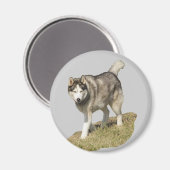 シベリアのハスキー犬 マグネット (正面/裏面)