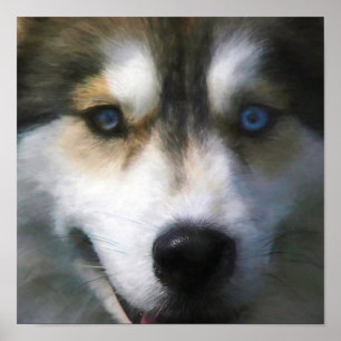 シベリアのハスキー犬"遠い目" ポスター