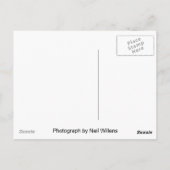 シベリアのハスキー白ポストカード ポストカード (裏面)