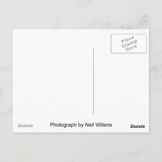 シベリアのハスキー白ポストカード ポストカード (裏面)