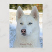 シベリアのハスキー白ポストカード ポストカード (正面)