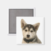 シベリアのハスキー磁石 マグネット (正面/裏面)