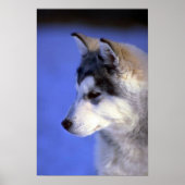 シベリアのハスキー ポスター (正面)