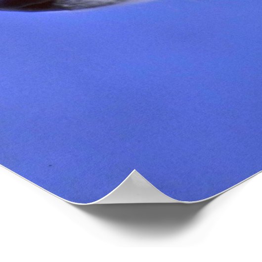 シベリアのハスキー ポスター (角)