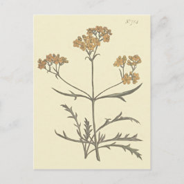 シベリアのヴァレリアナの植物画 ポストカード