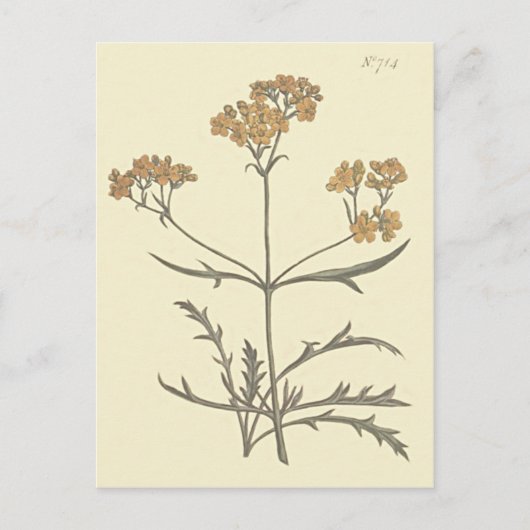 シベリアのヴァレリアナの植物画 ポストカード (正面)