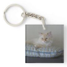 シベリアの森林猫(倍は味方しました)