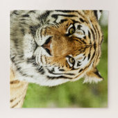 シベリアの珍しい虎：絶滅危惧休眠 ジグソーパズル (横)