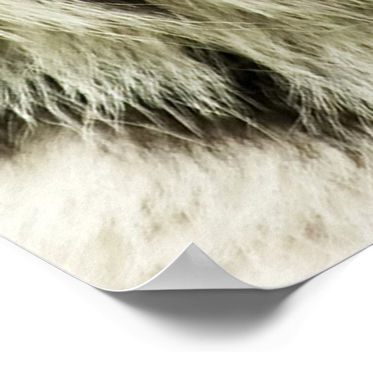 シベリアの珍しい虎:絶滅危惧休眠 ポスター (角)