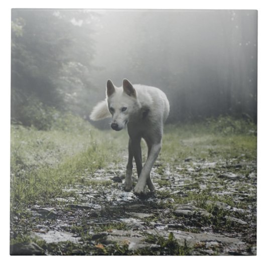 シベリアの白いハスキーのセラミックタイル タイル (正面)