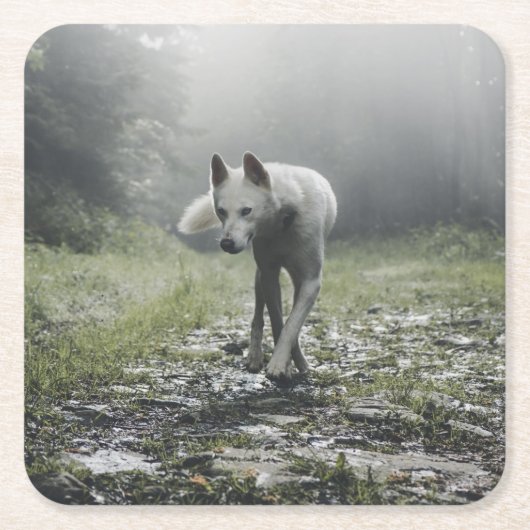 シベリアの白ハスキー スクエアペーパーコースター (正面)