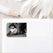 シベリアの皮を最初に敷設 ラベル (インサイチュ)