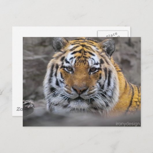 シベリアの虎の写真 ポストカード (正面/裏面)