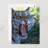 シベリアの虎の轟音 ポストカード (正面/裏面)